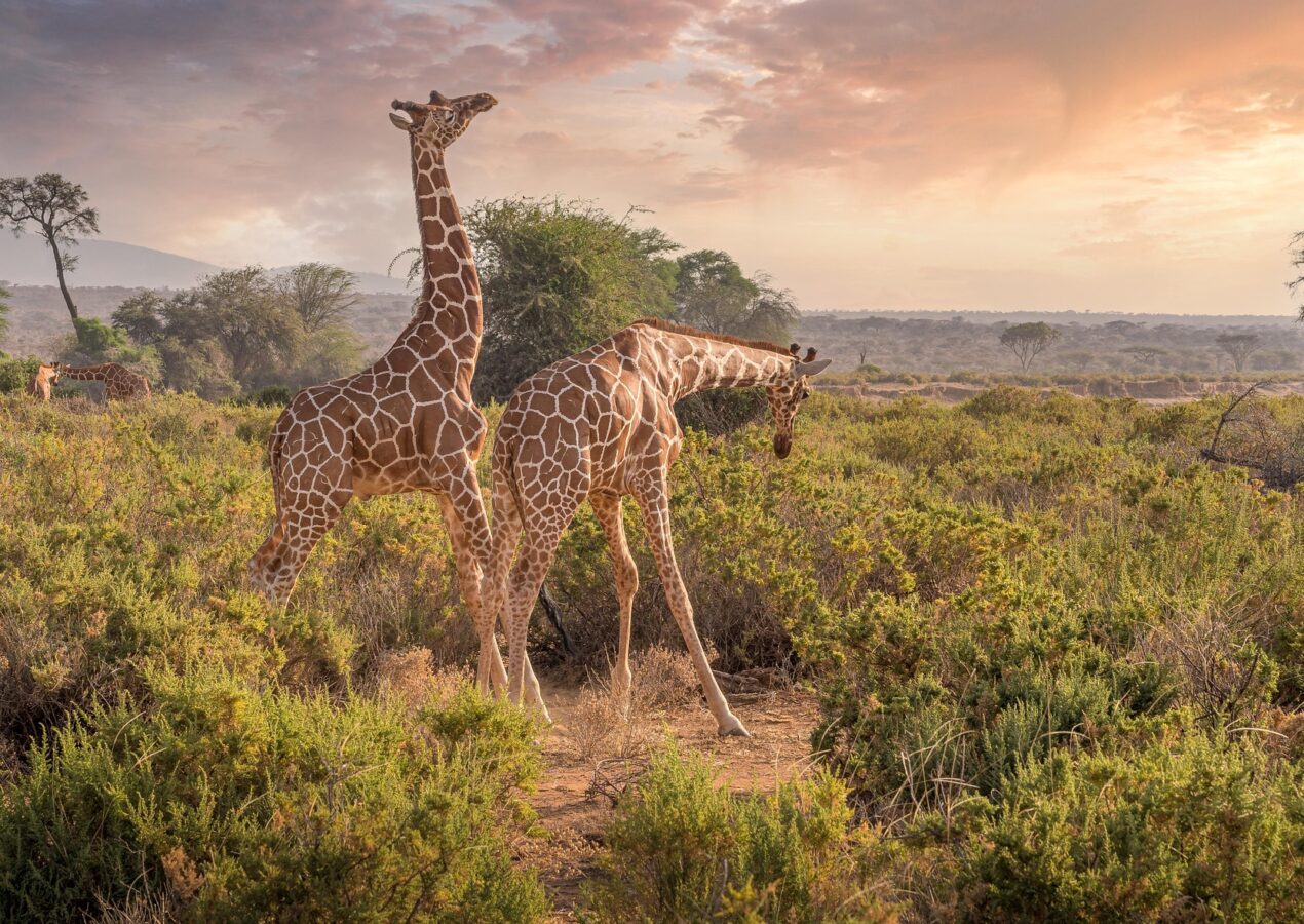 A Christmas to Remember: Our Family Adventure in Kenya